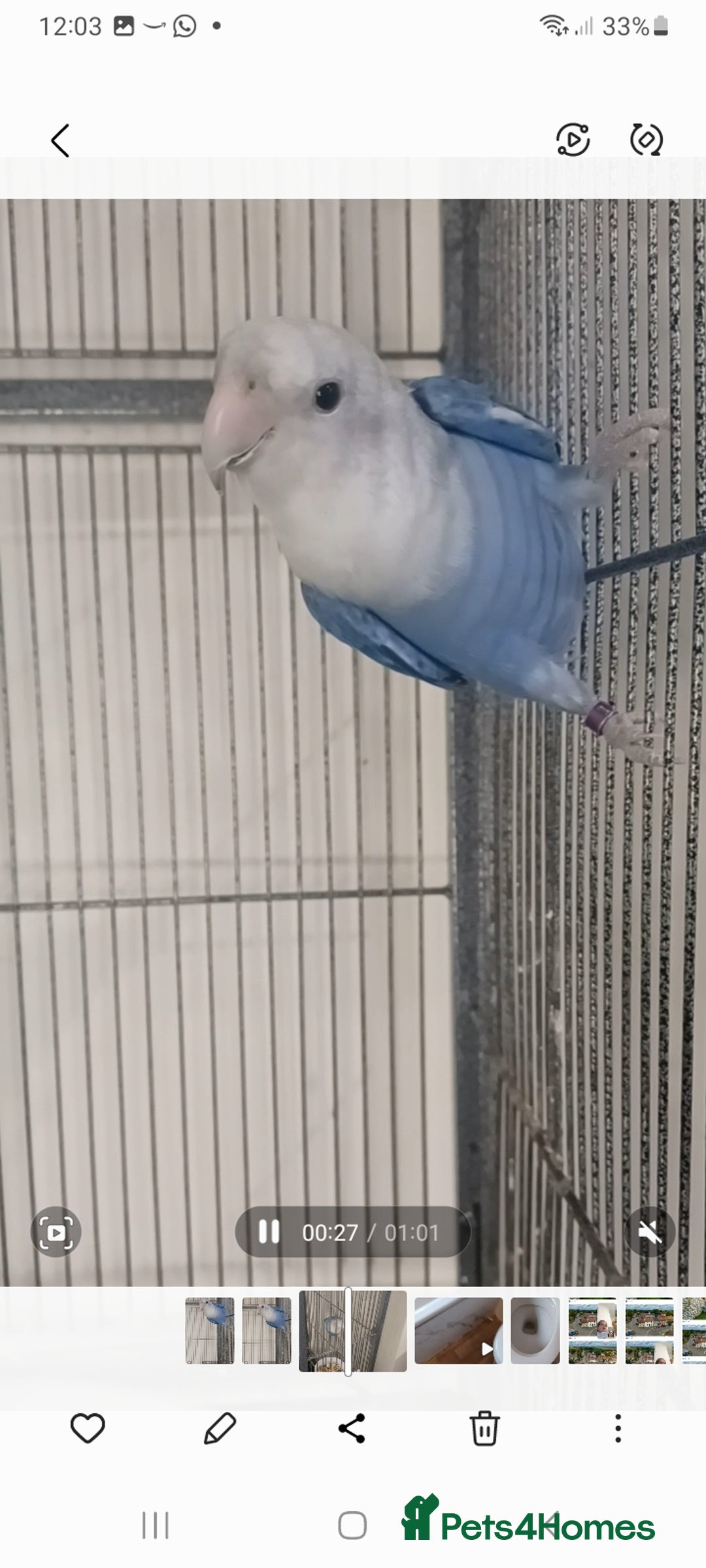 Lovebirds birds for sale: Lively lovebird for sale - Advert 2