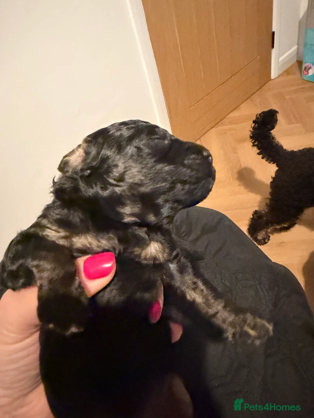 Toy Poodle dogs for sale: Kc toy poodle puppies - Advert 2