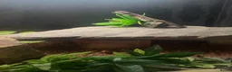 Lizard reptiles for sale: Moroccan Uromastyx (+/- set up)  in Glasgow - Advert 5