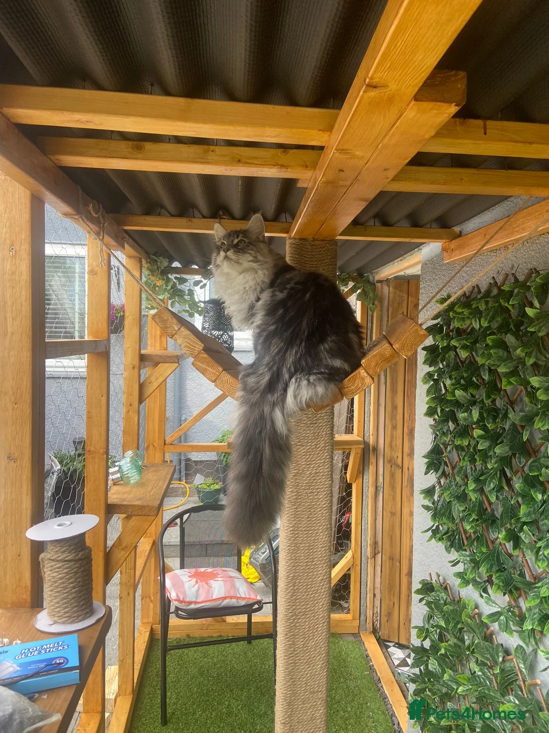 Maine Coon cats for sale: TICA MAINCOON KITTEN’S 😻💫 - Advert 8