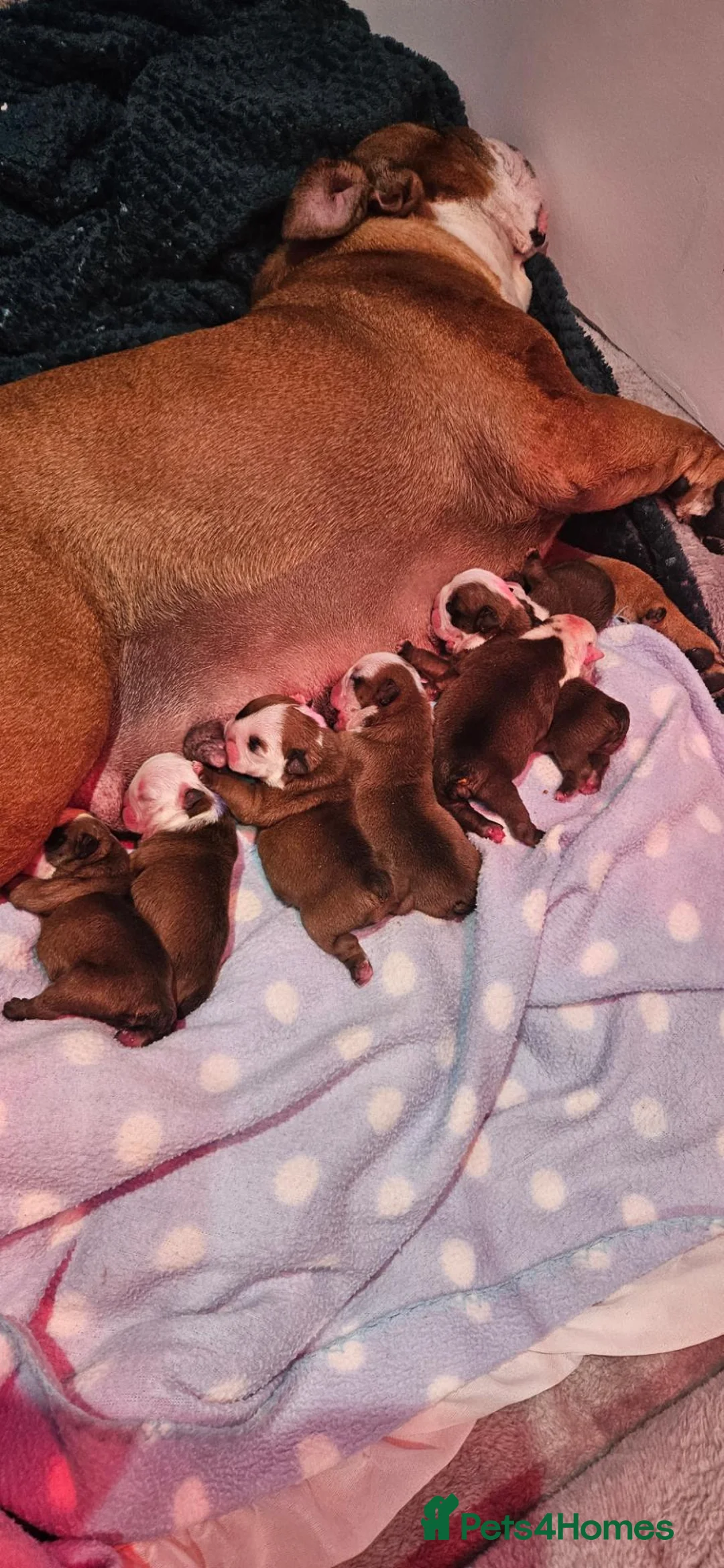 English Bulldog dogs for sale: KC English Bulldogs  - Advert 1