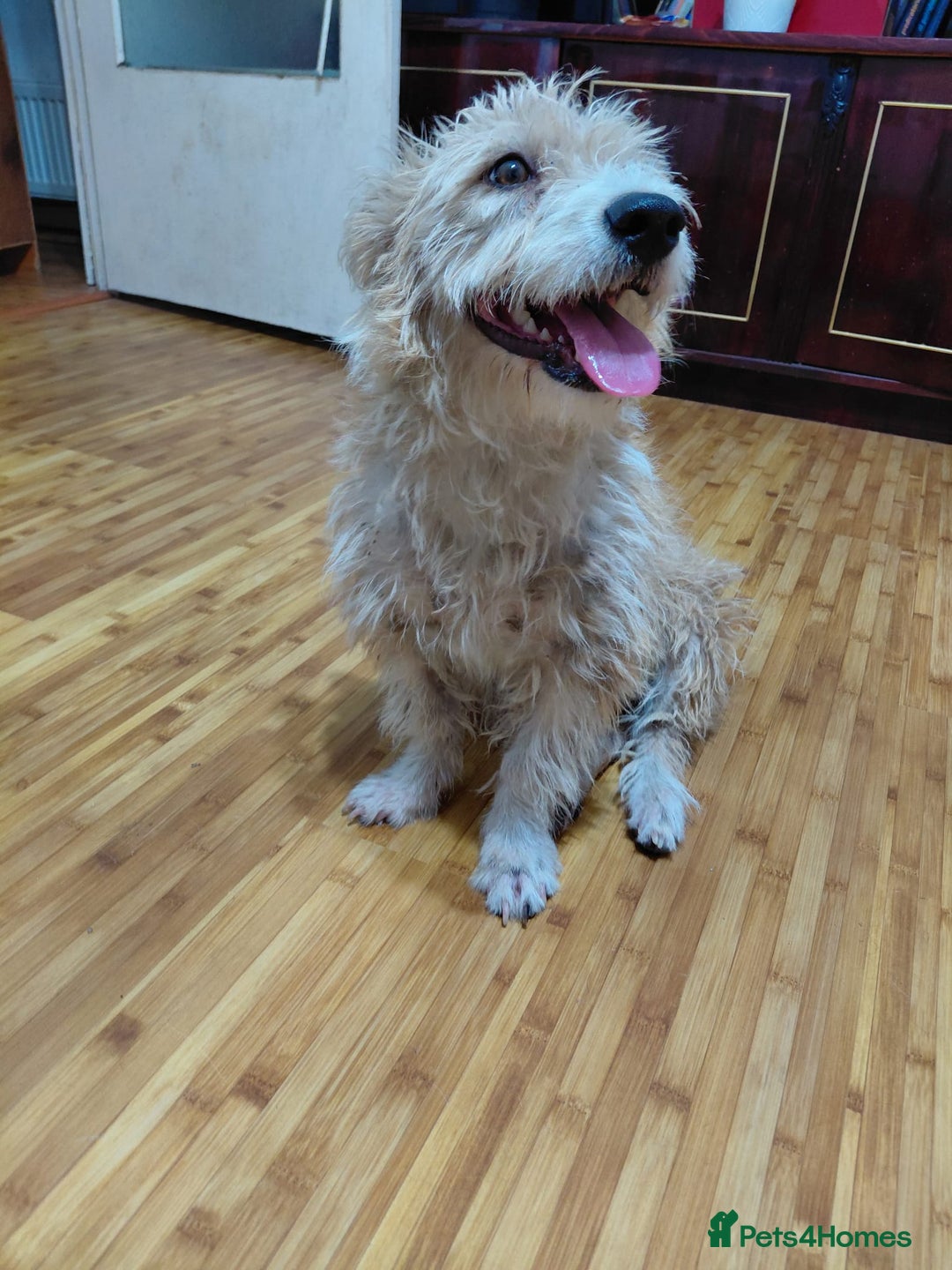 Mixed Breed dogs for adoption: A Gentle & Beautiful Girl - for a Loving Home - Image 31