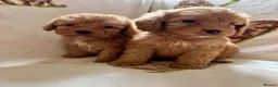Cockapoo dogs for sale: F1 health clear cockapoo puppies  - Advert 22