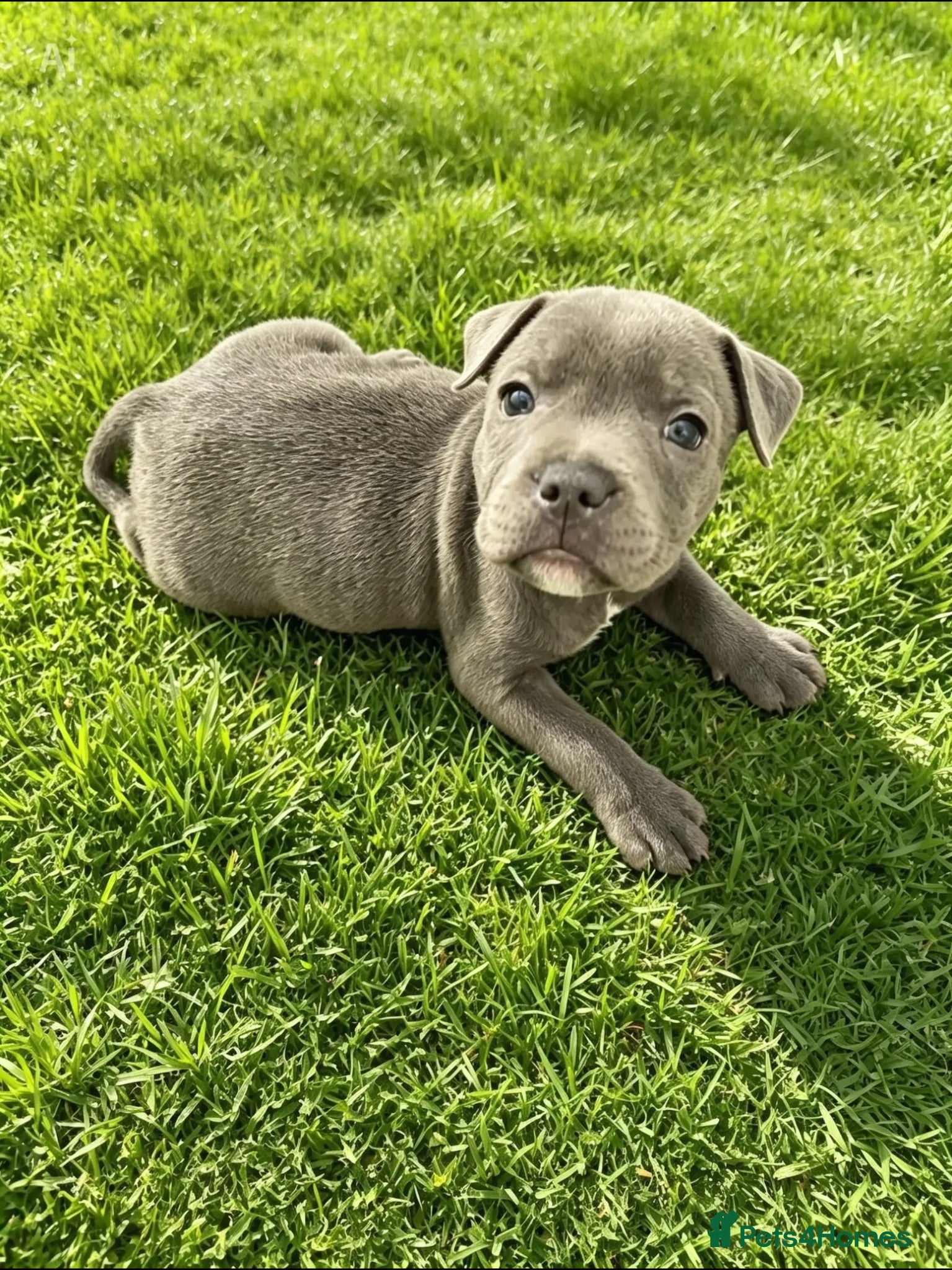Staffordshire Bull Terrier dogs World renowned Samtan Blue Dozer Pups  - Advert 6