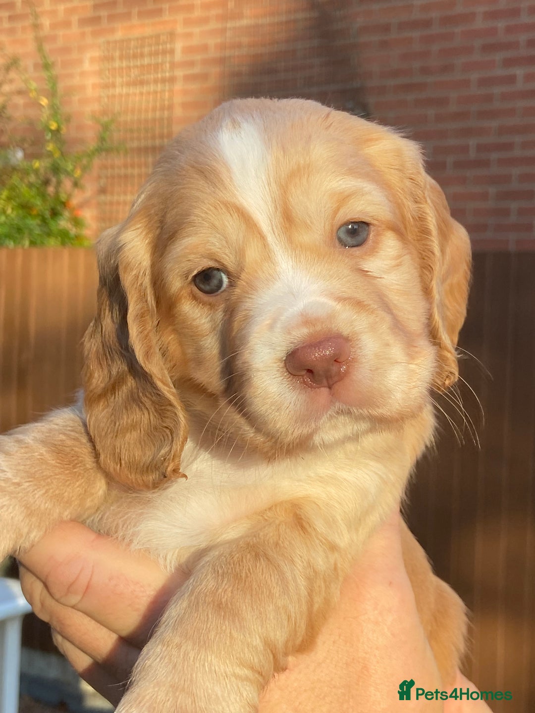 Cocker Spaniel dogs for sale: KC Registered Working Cocker Spaniels - Advert 11