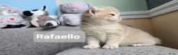 British Shorthair cats for sale: Pedigree golden British shorthair  - Advert 4