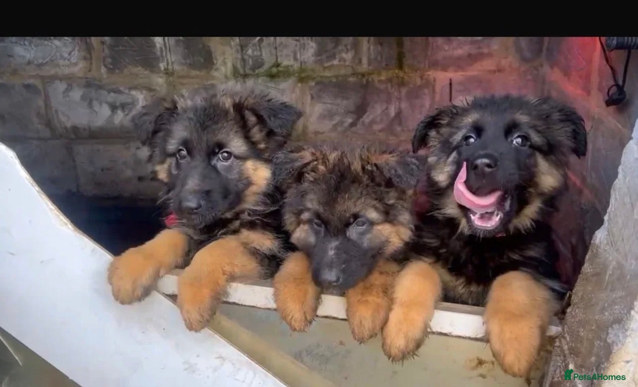 Golden Shepherd dogs 6 German Shepherd puppies long coat  - Advert 4