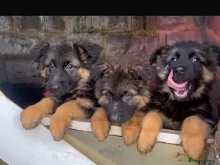 Golden Shepherd dogs 6 German Shepherd puppies long coat - Advert 4