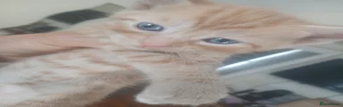 Mixed Breed Kitten 2