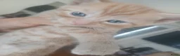 Mixed Breed cats for sale: beautiful kittens  - Advert 8