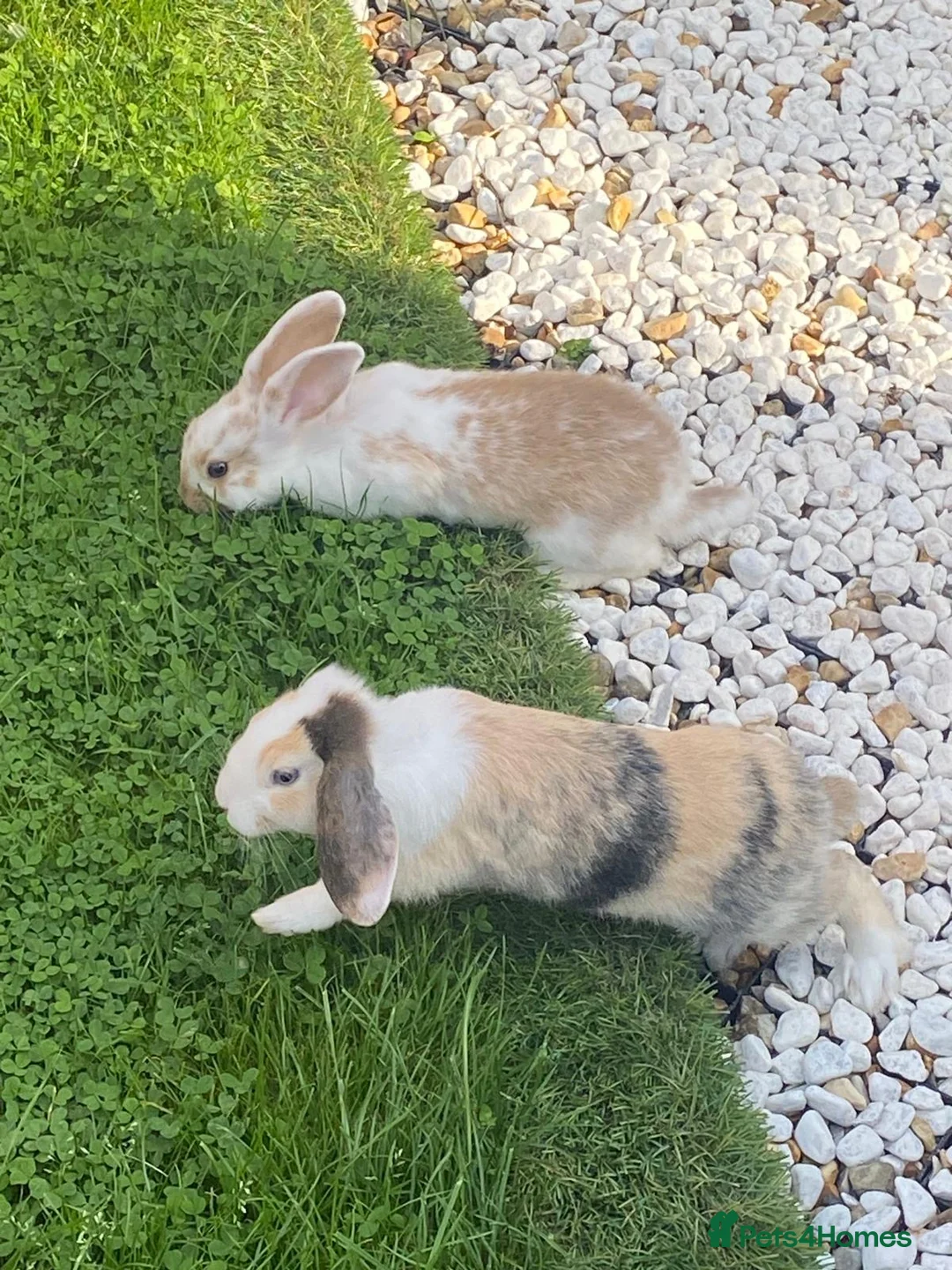 Dwarf Lop rabbits for sale: 2 Female rabbits 18 months old free to a good home - Advert 1