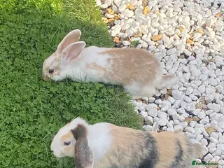 Dwarf Lop rabbits 2 Female rabbits 18 months old free to a good home - Advert 8