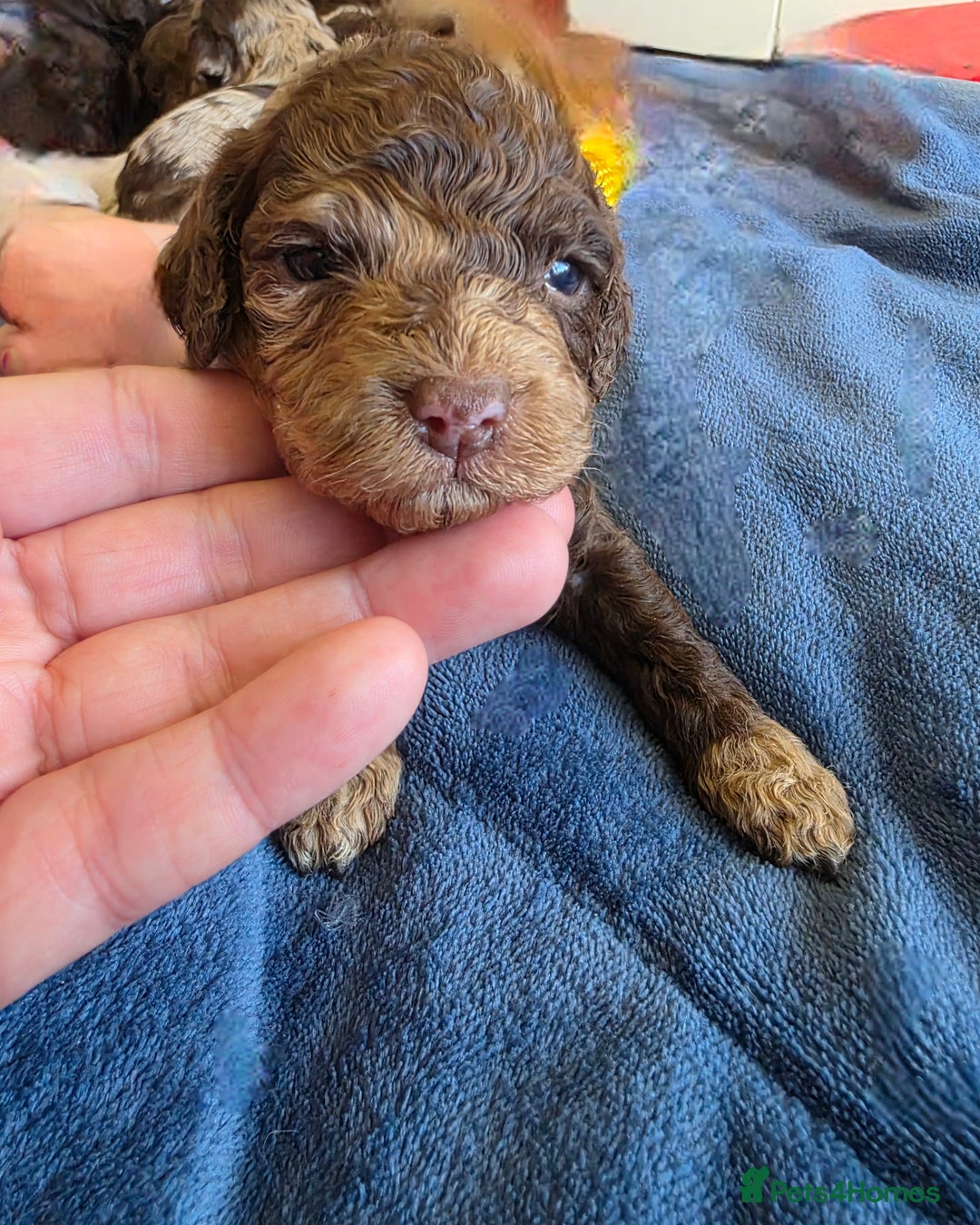 Cockapoo dogs for sale: Cockapoo puppies - Advert 30