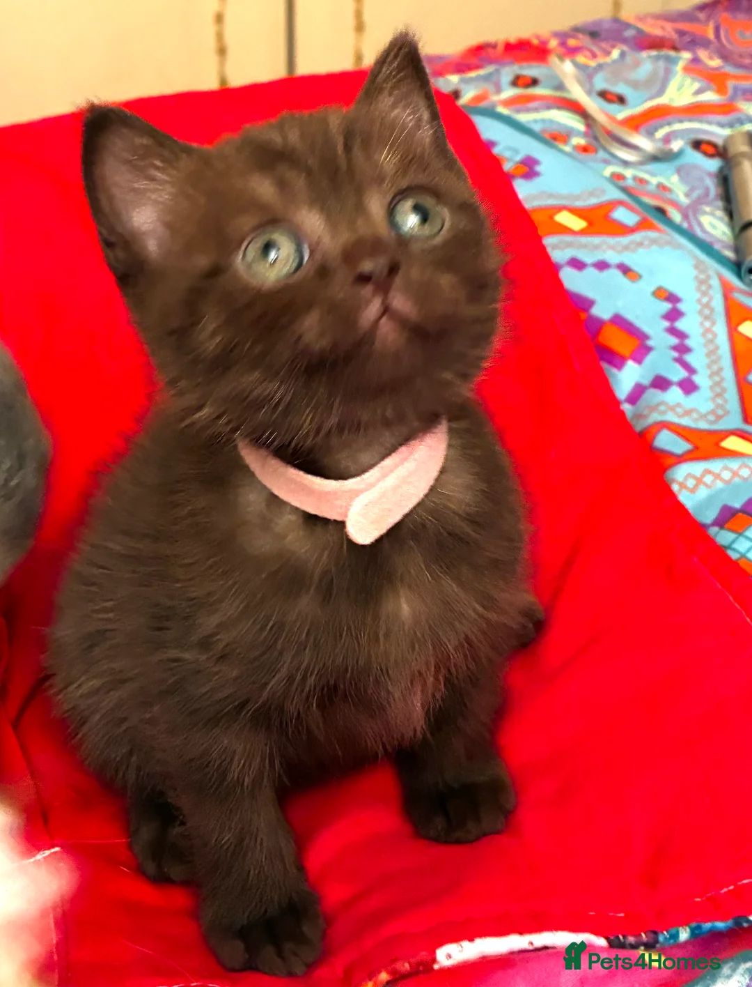 Scottish Fold cats for sale: Scottish Fold Kittens for sale - Advert 4