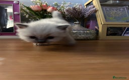 Ragdoll cats for sale: Beautiful pure ragdoll kittens  - Image 15