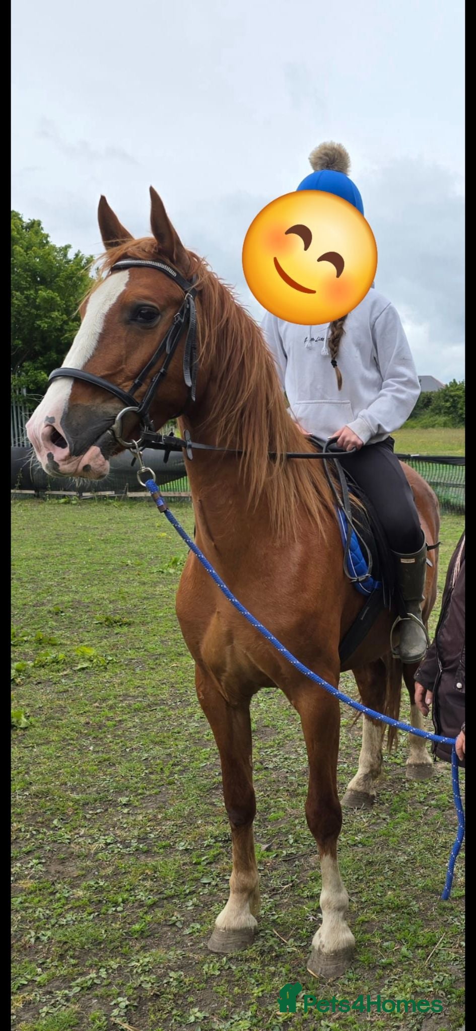 Mixed Breed livestock Welsh X mare - Advert 16