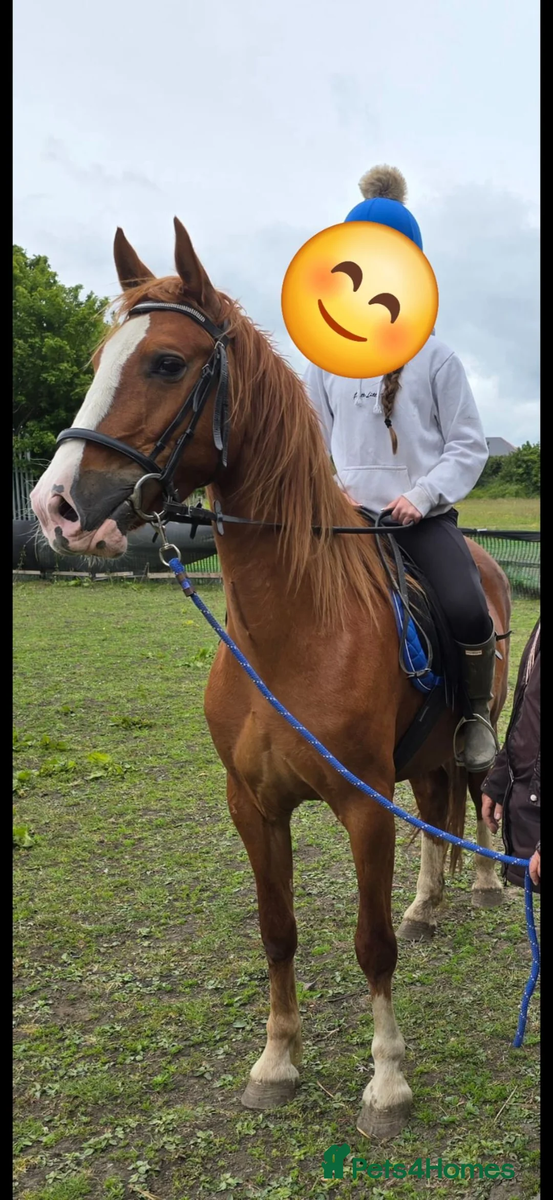 Mixed Breed livestock for sale: Welsh X mare in Ashington - Advert 1