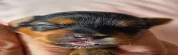 Yorkshire Terrier dogs for sale: 5 puppies for sale in London - Advert 6