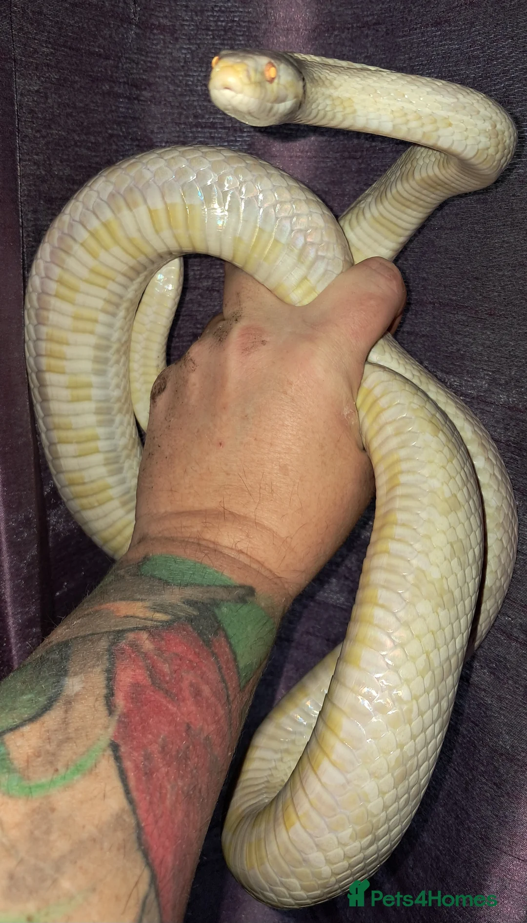 Corn Snake reptiles for sale: Stunning female corn snake, vivarium & accessories - Advert 3