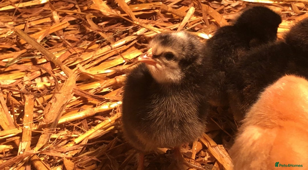 Chickens poultry for sale: Sexed pullet chicks. Blue, brown, white layer  - Advert 10