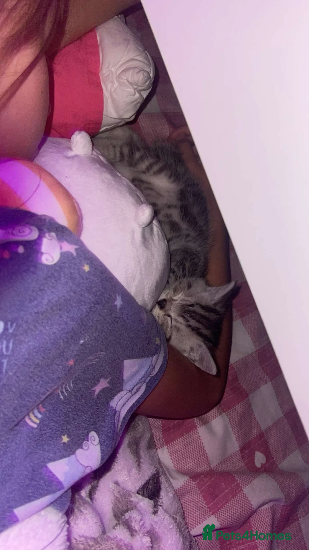 British Shorthair cats for sale: 2 Cute British Shorthair Kittens in Harrow - Advert 2