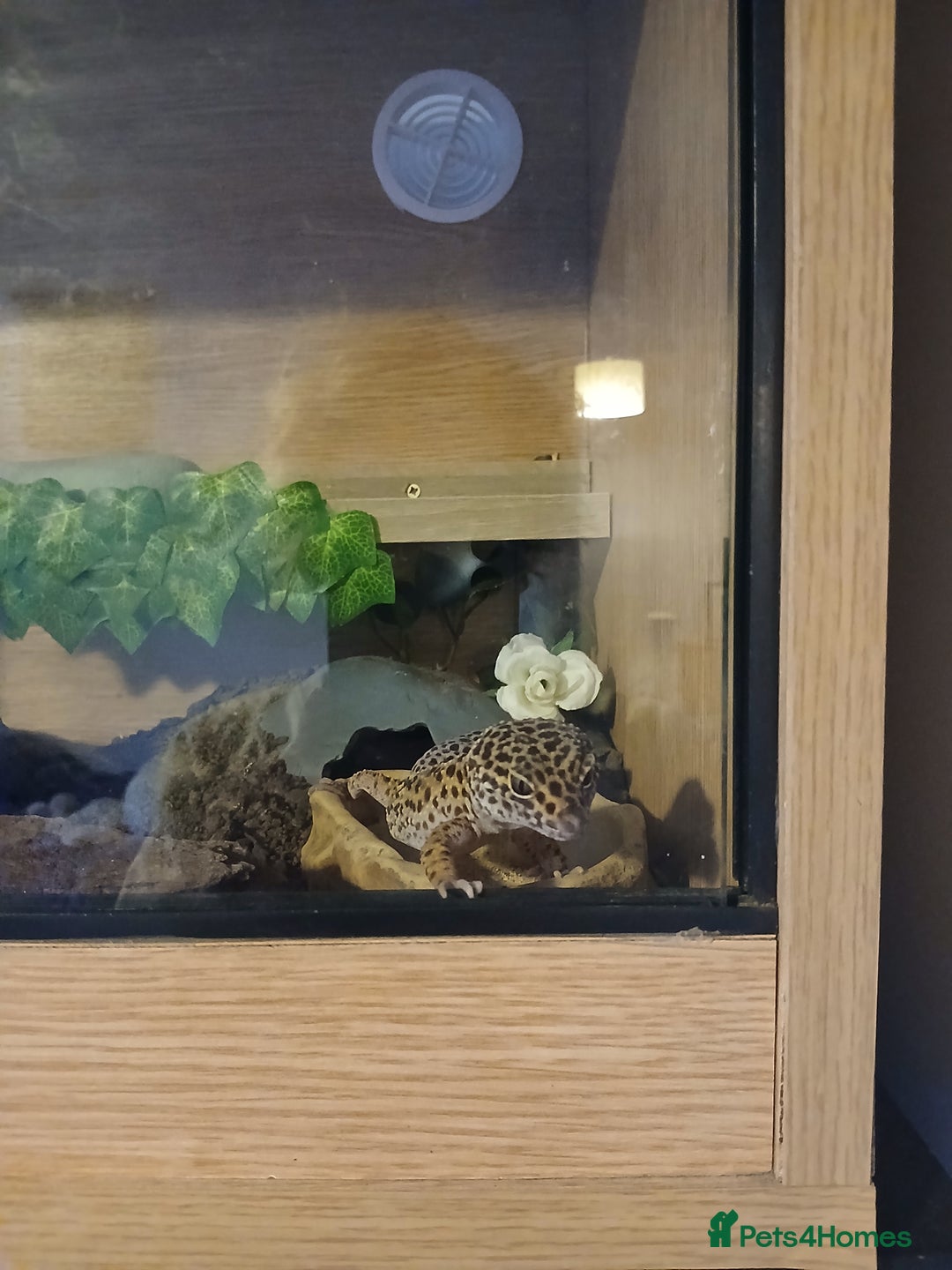 Leopard Gecko reptiles for sale: Adult Leopard Gecko and full setup. - Image 4