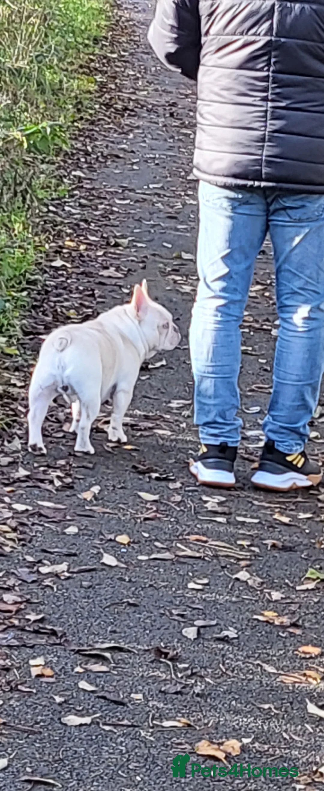 French Bulldog dogs for stud: Amazing structure and quality ‼️ in Ebbw Vale - Advert 17
