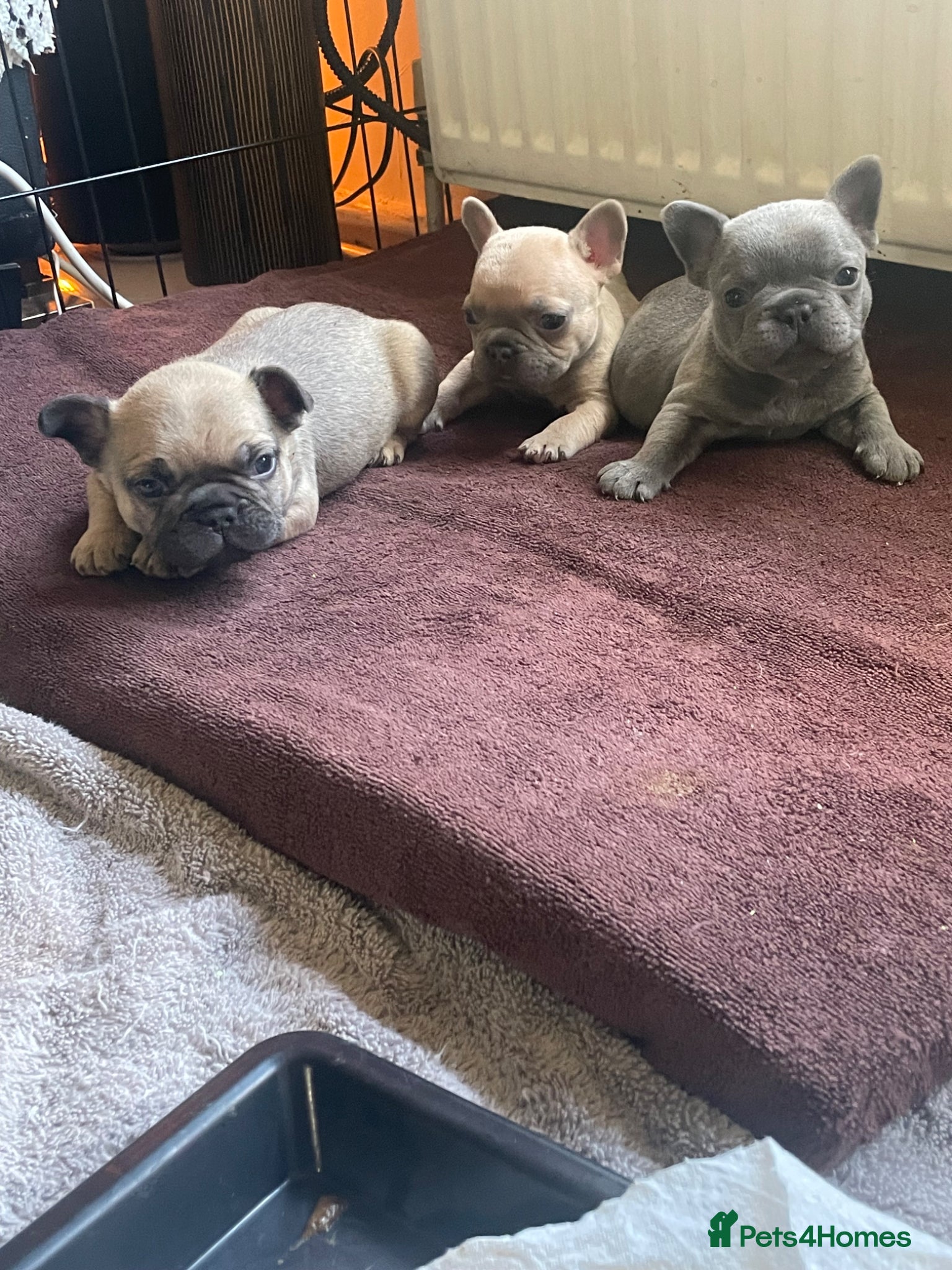 French Bulldog dogs 3 Stunning KC registered Male French Bulldogs - Advert 2