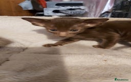 Oriental cats for sale: Full Pedigree Oriental 3 Kittens XL size ears GCCF - Image 12