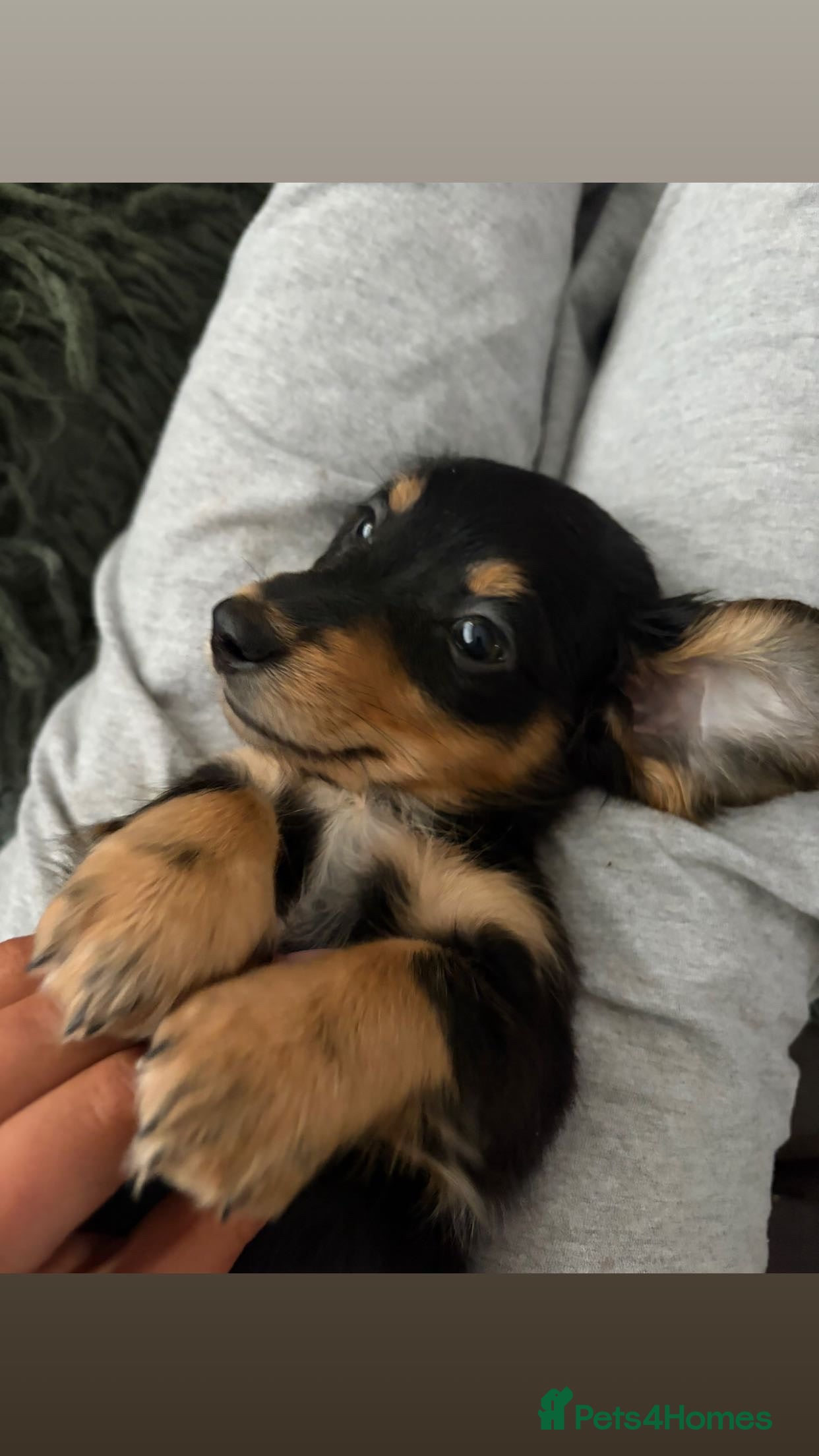 Miniature Dachshund dogs Black and Tan KC reg longhaired.  - Advert 3