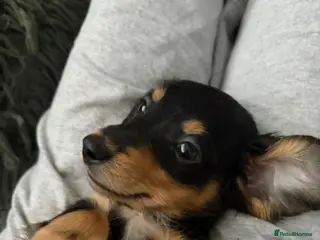 Miniature Dachshund dogs Black and Tan KC reg longhaired. - Advert 3