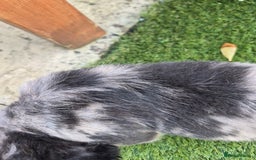 French Bulldog dogs for sale: Fluffy french bulldogs +c2  - Image 25