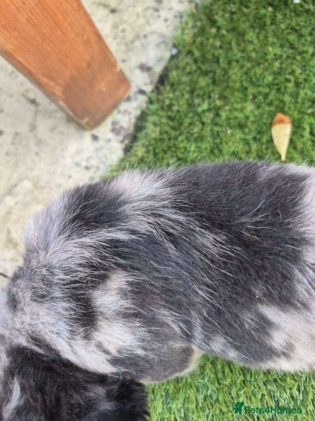 French Bulldog dogs for sale: Fluffy french bulldogs +c2  - Image 25