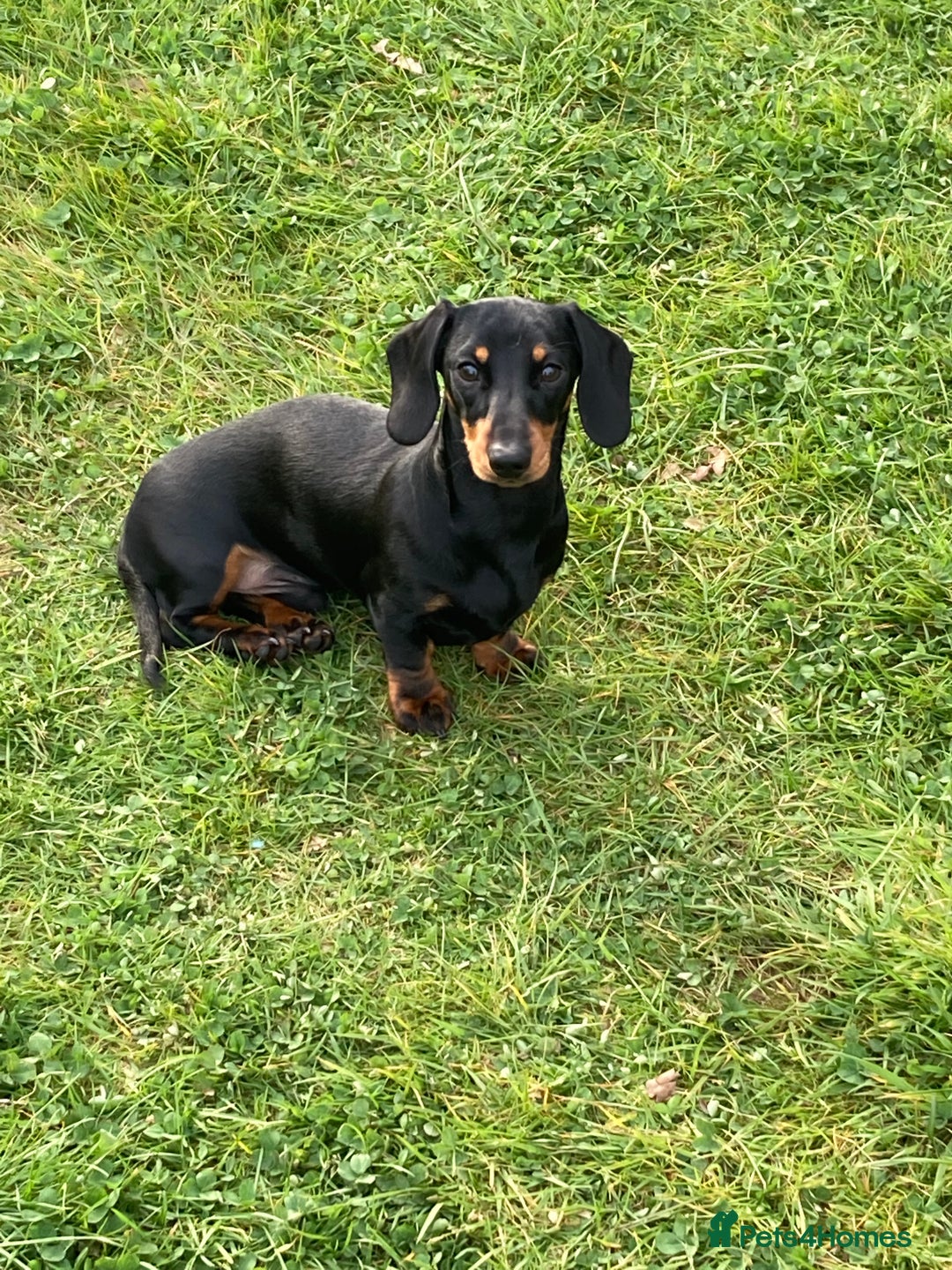 Miniature Dachshund dogs for stud: 2 stud mixture dash hounds - Advert 7