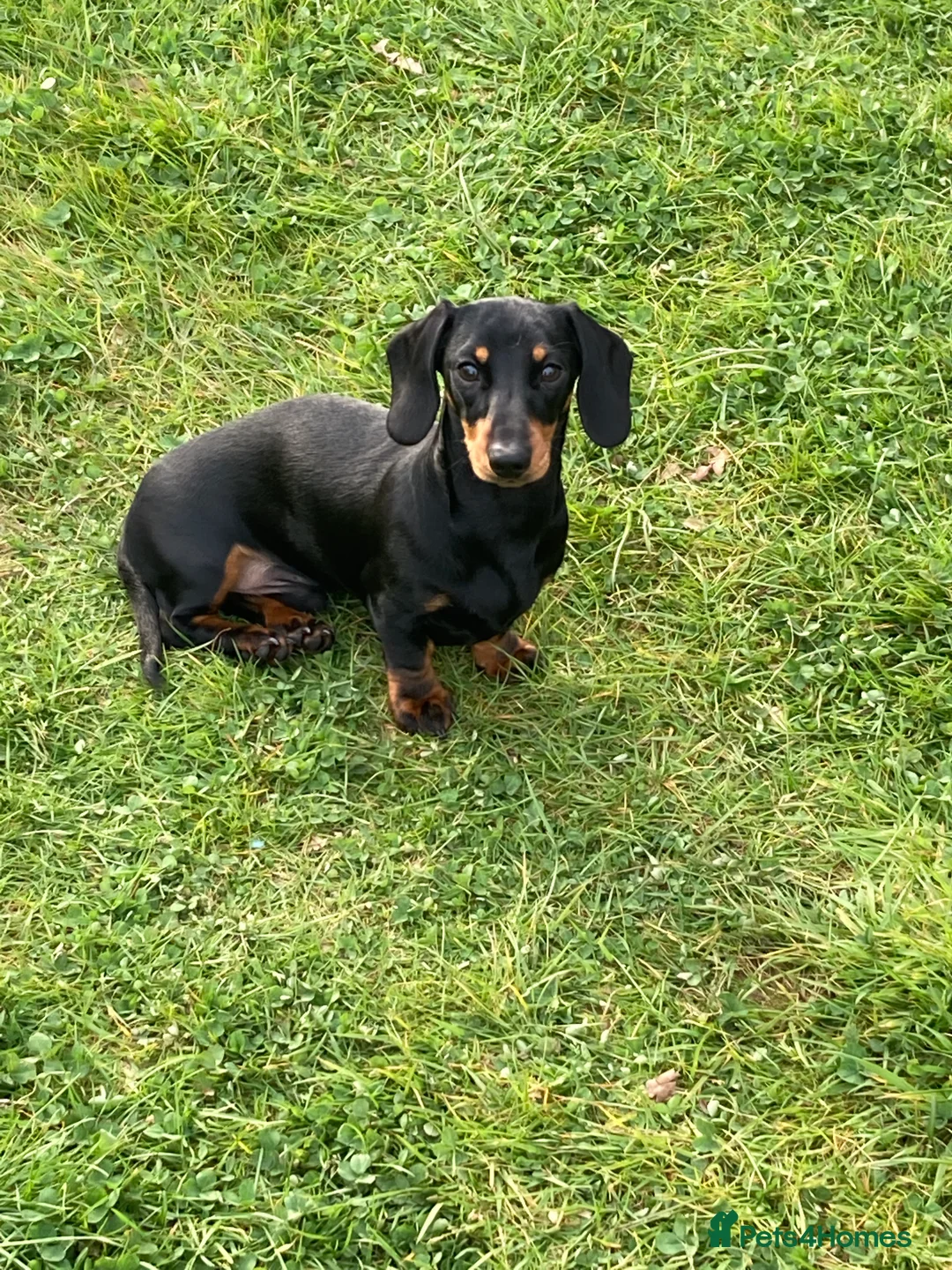 Miniature Dachshund dogs for stud: STUD 2 KC registered Miniature Dachshunds  - Advert 3