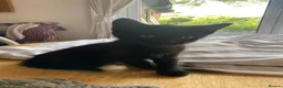 European cats for sale: 4 black kittens for sale in Dover - Advert 5