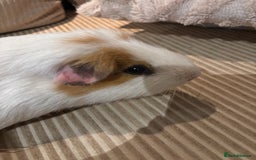 Guinea Pig rodents for sale: 3 boars for sale - Image 3