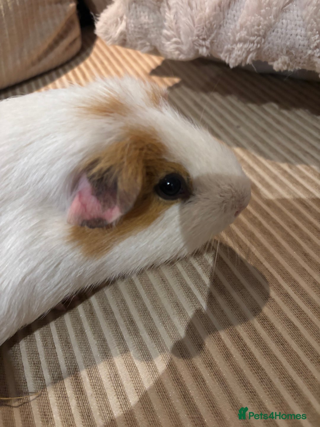 Guinea Pig rodents for sale: 3 boars for sale - Image 3