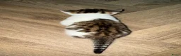 Mixed Breed cats for sale: 4 stunning kittens with unique markings for sale - Advert 3