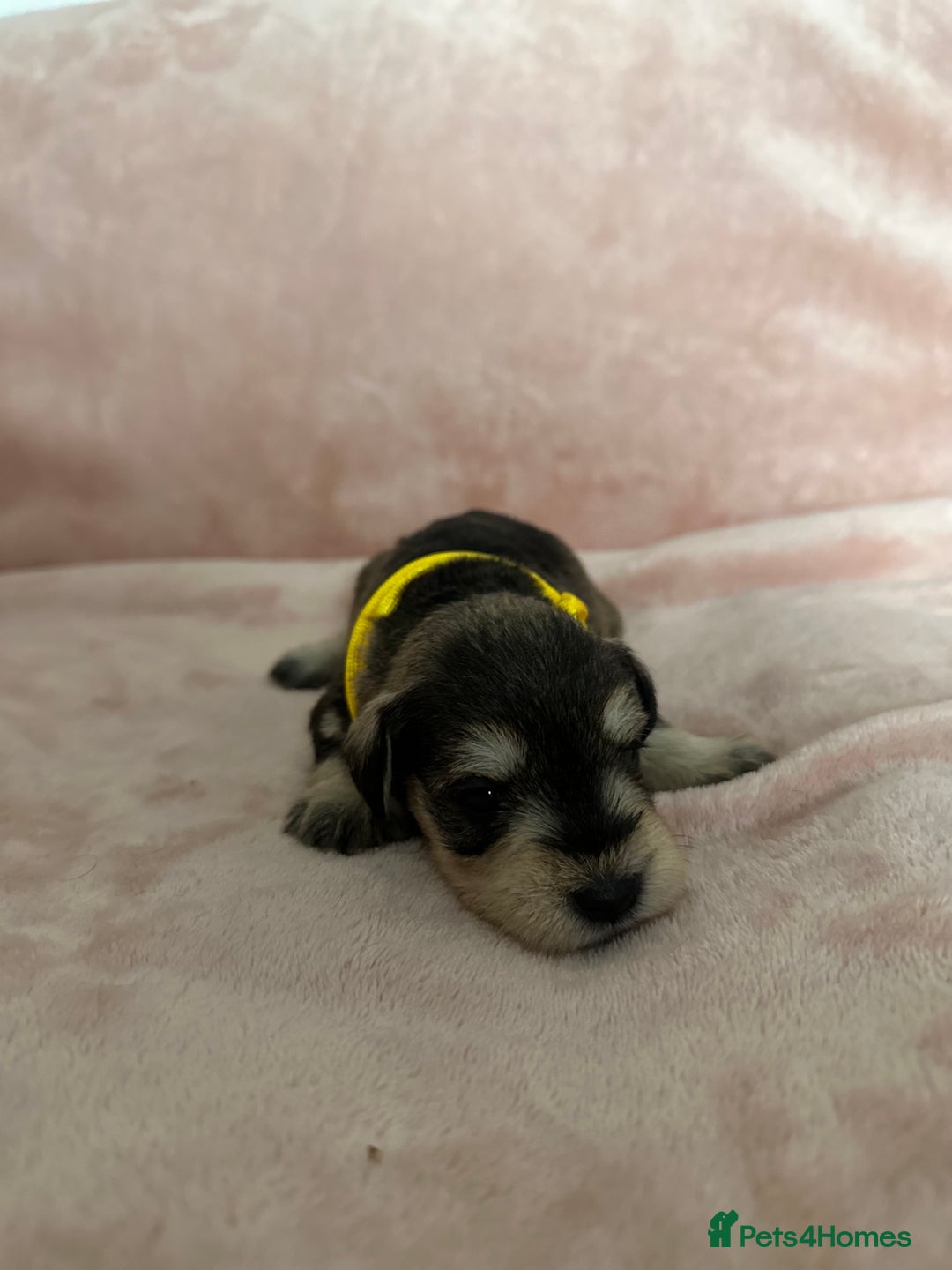 Miniature Schnauzer dogs for sale: OUTSTANDING CHAMPION LINES PUPPIES  - Advert 20