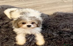 Cavapoo dogs for sale: Extensively Health tested F1 Toy Cavapoo puppies - Image 1
