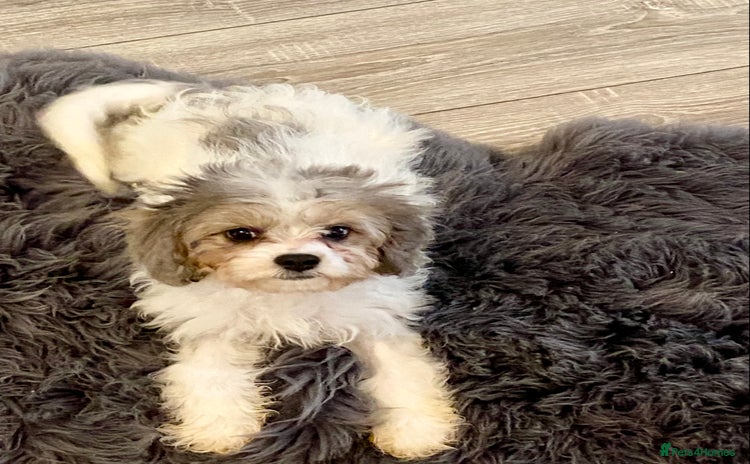 Cavapoo dogs - Advert 2