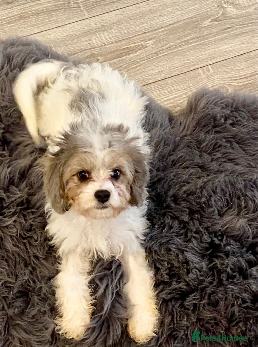 Cavapoo dogs for sale: Extensively Health tested F1 Toy Cavapoo puppies - Image 1