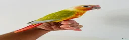 Conures birds for sale: Hand reared conure for sale  - Advert 19