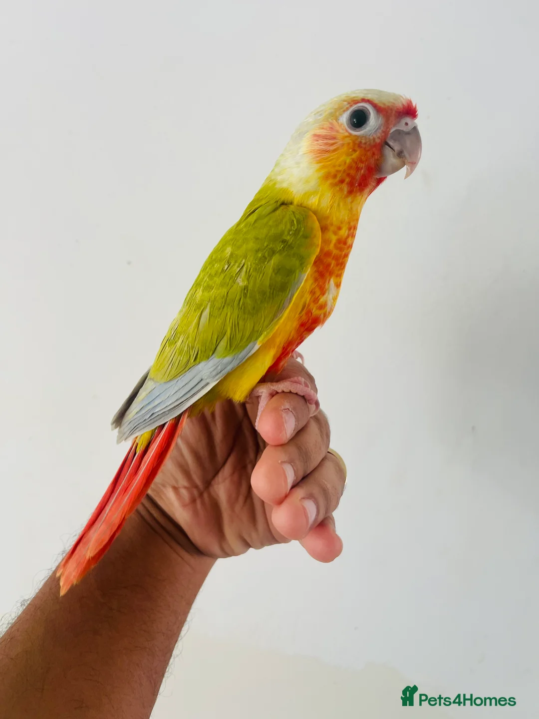 Conures birds for sale: Hand reared conure for sale  - Advert 19