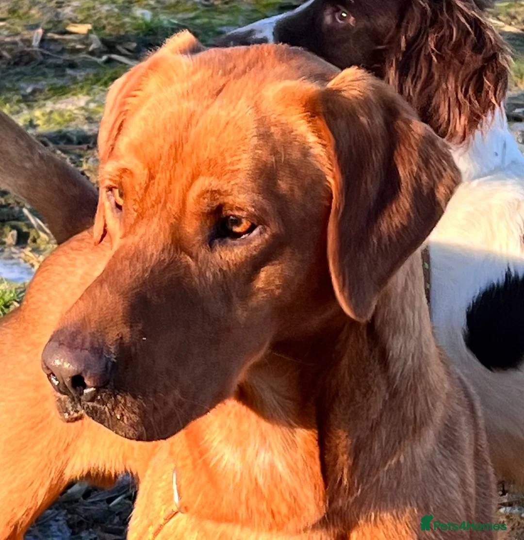 Labrador Retriever dogs for stud: Extensively health tested with 0/0 hips 0/0 elbow in Middlesbrough - Advert 12