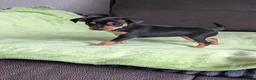 Mixed Breed dogs for sale: Miniature Pinscher x Russian Toy Terrier Puppies - Advert 9