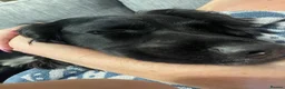 Sprocker dogs for stud: Sprocker for stud - Advert 16