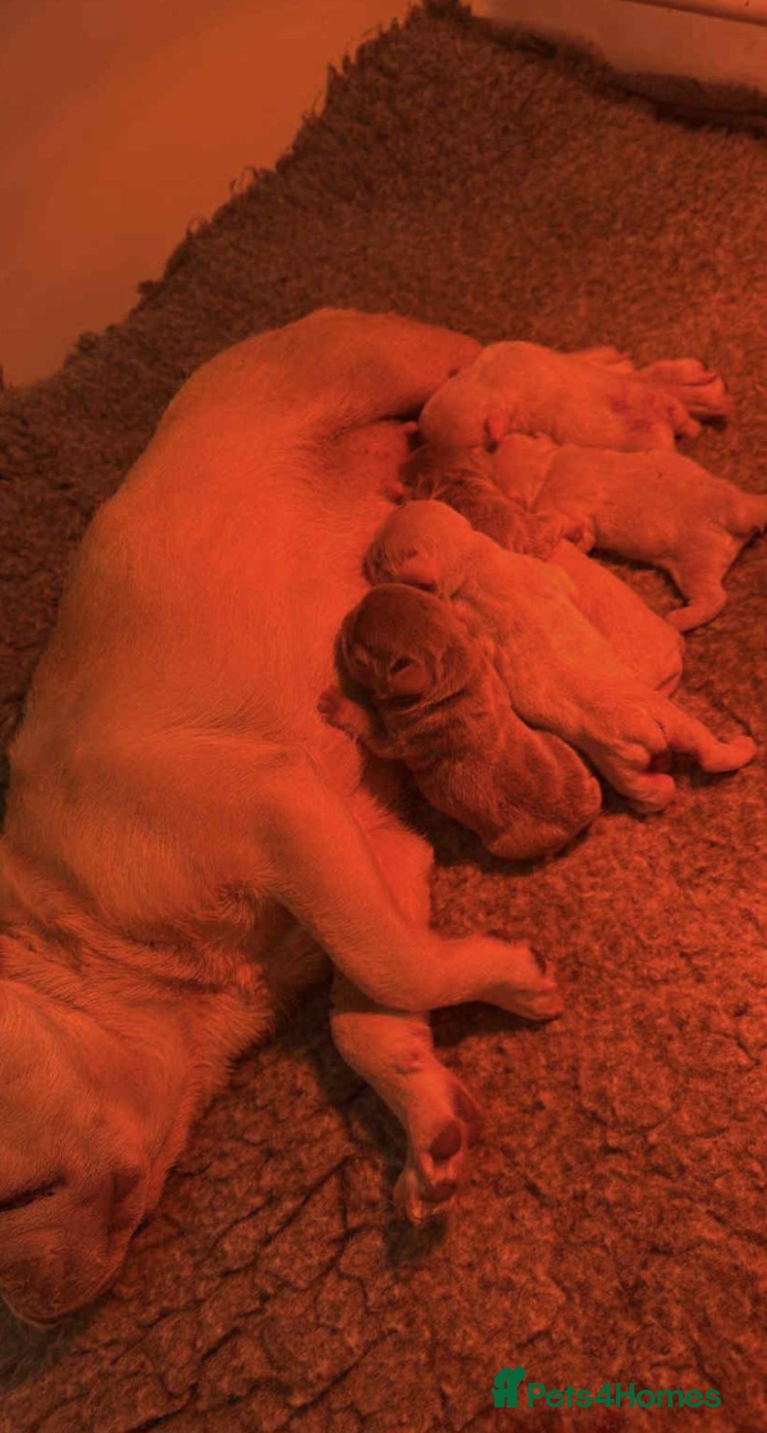 French Bulldog dogs for sale: Beautiful French bulldogs - Image 25
