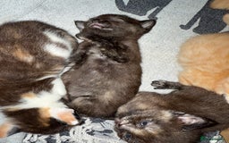 Devon Rex cats for sale: Adorable first generation permitted outcross - Image 14
